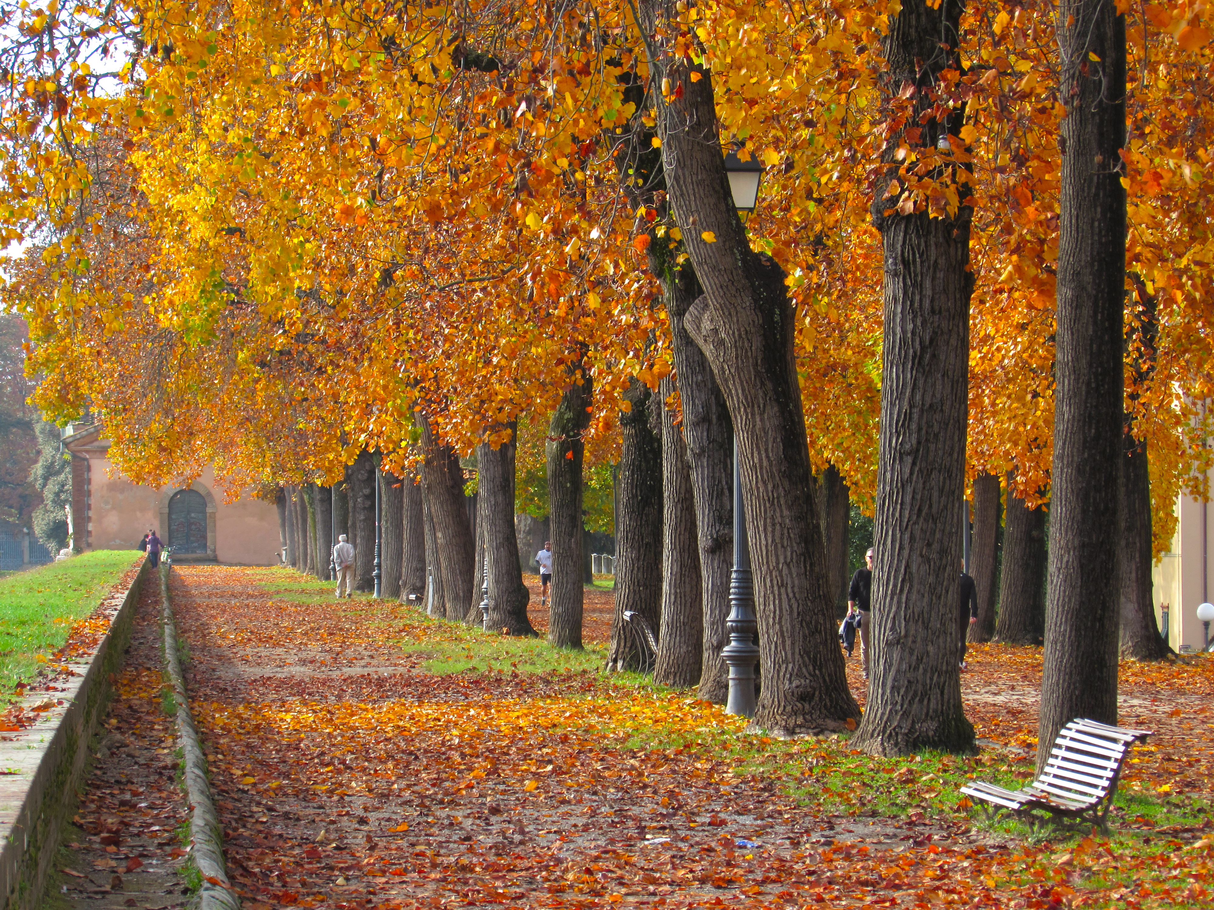 orange trees