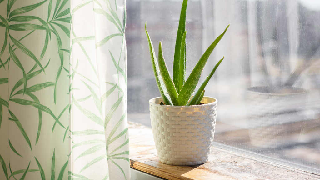 Top Easy Houseplant Aloe Vera