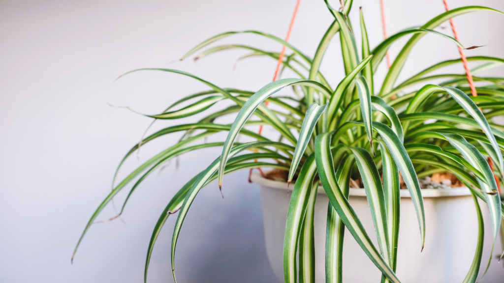 low maintenance spider plants for busy people