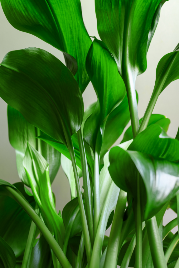 Aspidistra Elatior Cast Iron Plant Best Low Maintenance Large House Plant