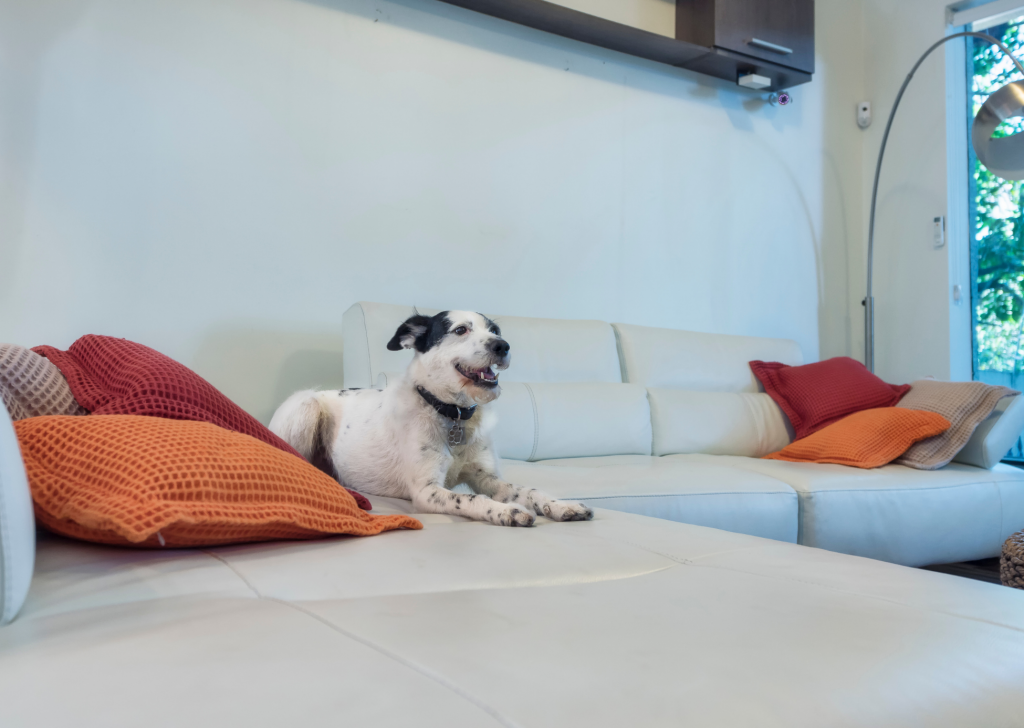 How To Keep Your Home Clean When You Have A Dog