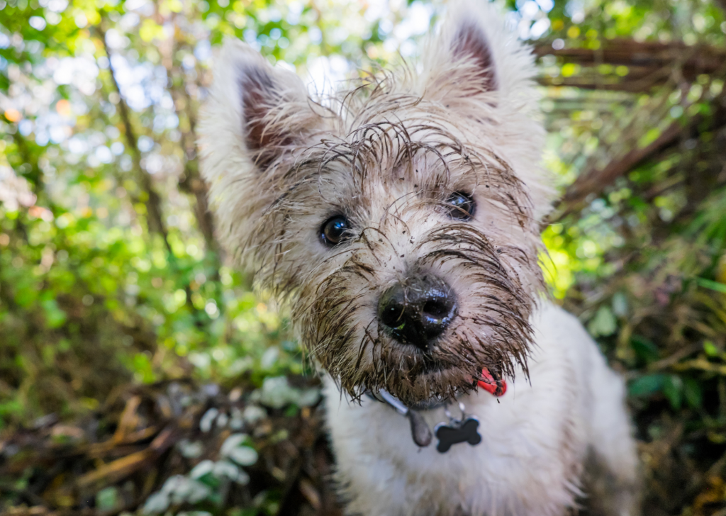 How To Keep Your Home Clean With A Dog