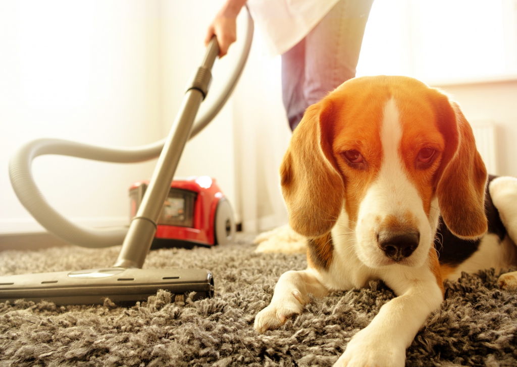 How To Get Rid Of Dog Hair In Your Home