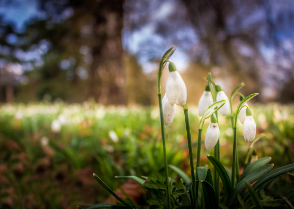 February Half Term Winkworth Arboretum In Godalming