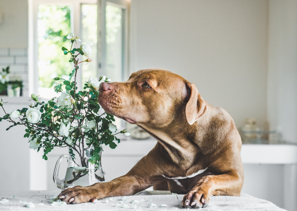eliminating pet odour a how to on how to have a great a smelling home with a dog
