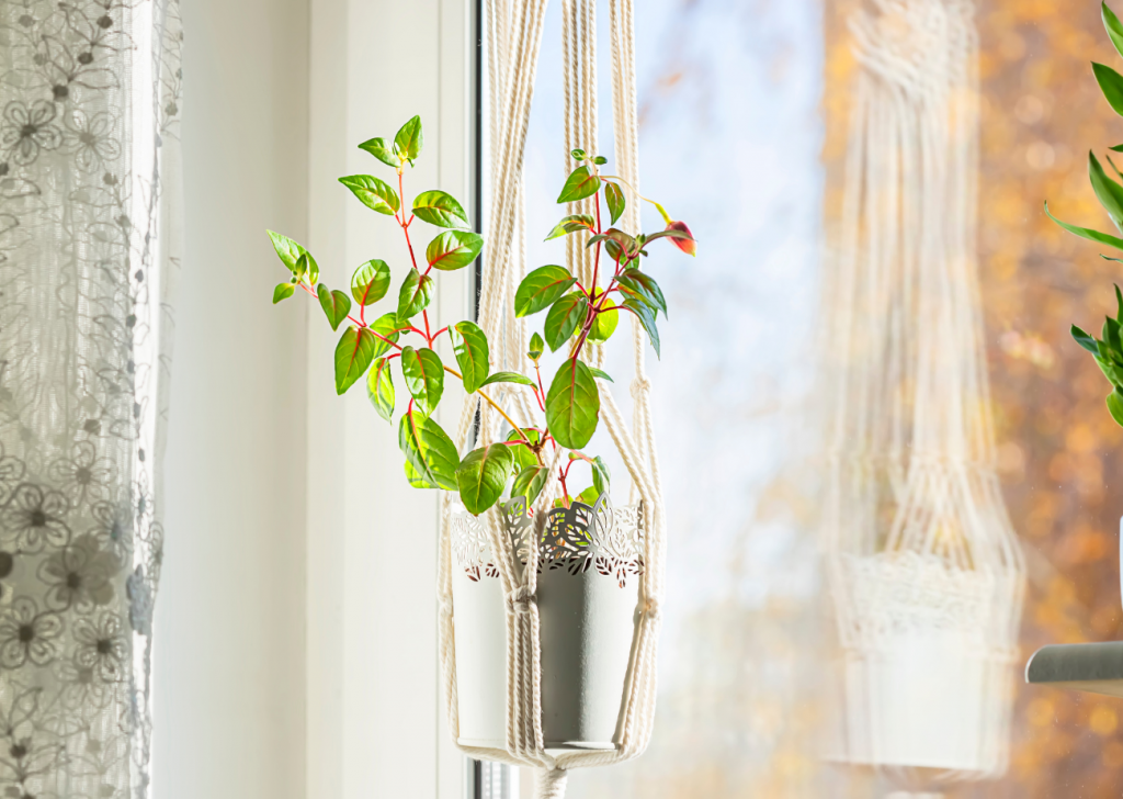 Macrame Hanging For Houseplants Ways Of Displaying Houseplants