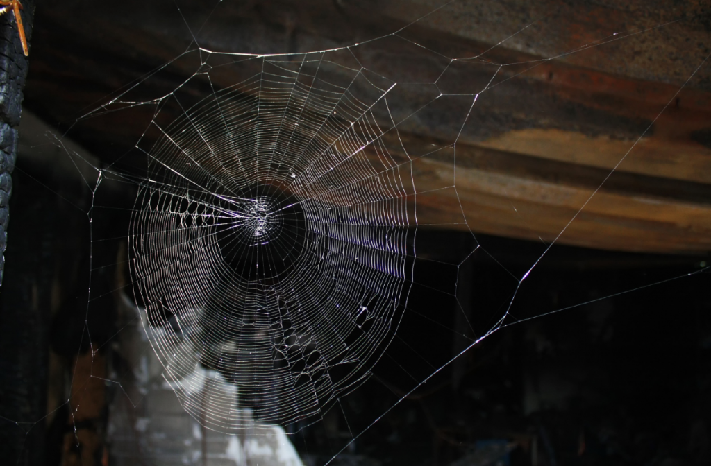 Spider webs in the home