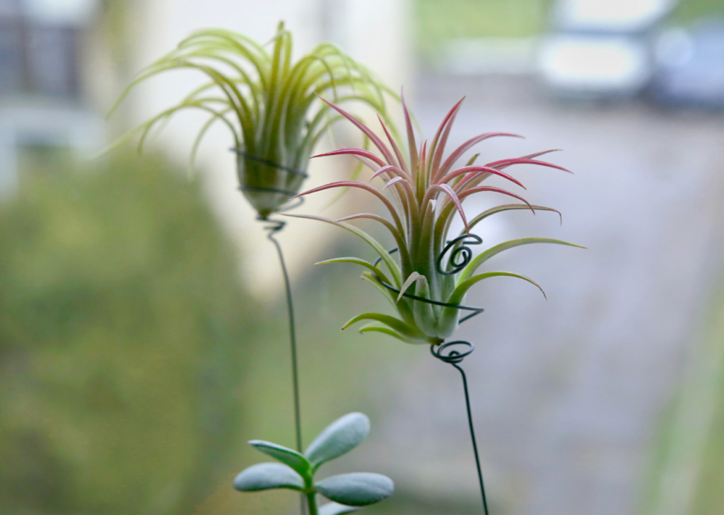 Unique Ways Of Displaying Plants Air Plants