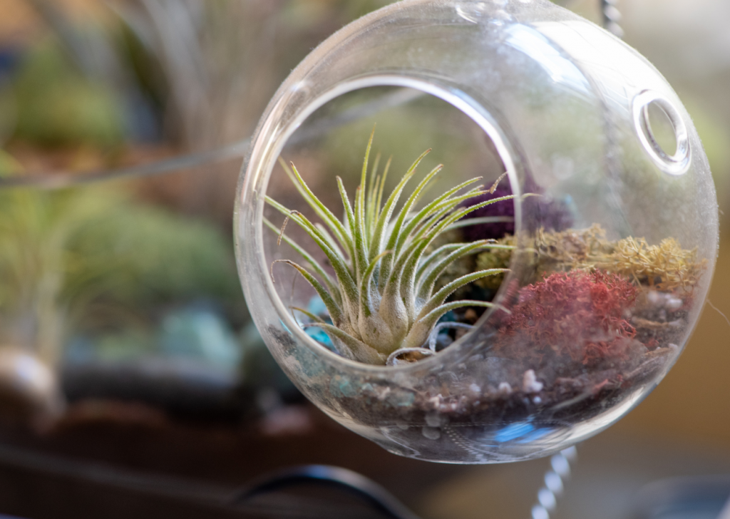 Air Plant Glass Displaying Case