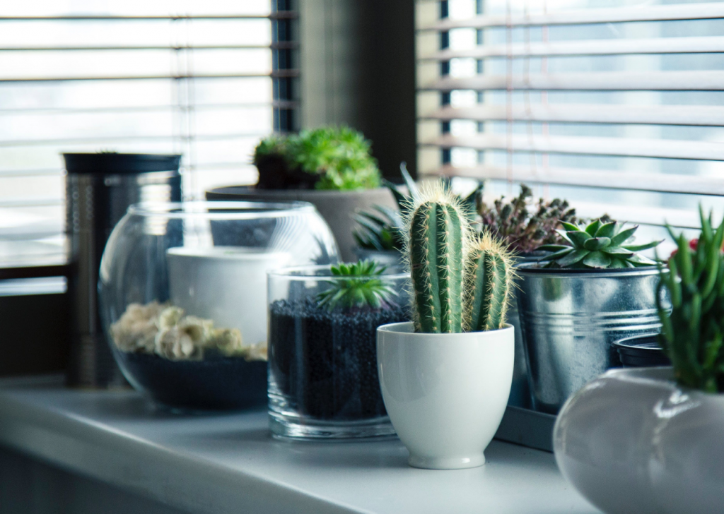 Cactus Collection By Window In Home Or Office Ways Of Displaying Plants