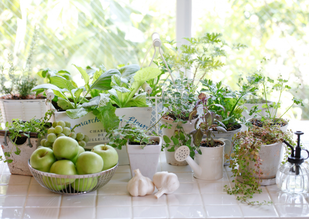 Kitchen Herb Plants