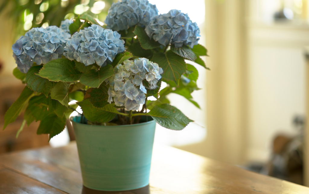 Hydrangeas Flower Trend 2022 