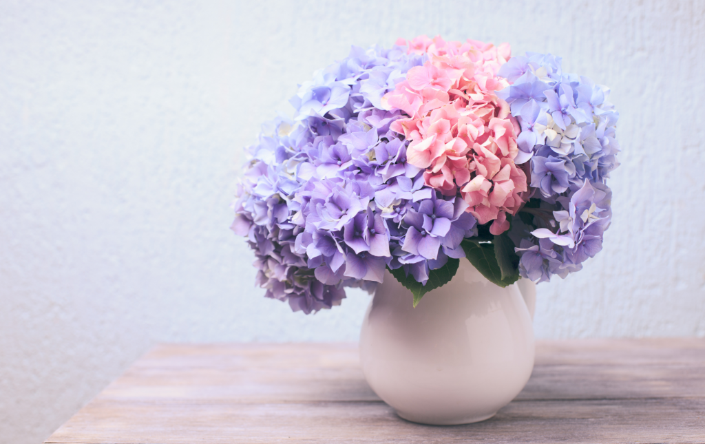 Hydrangeas In Jug Flower Display Trend