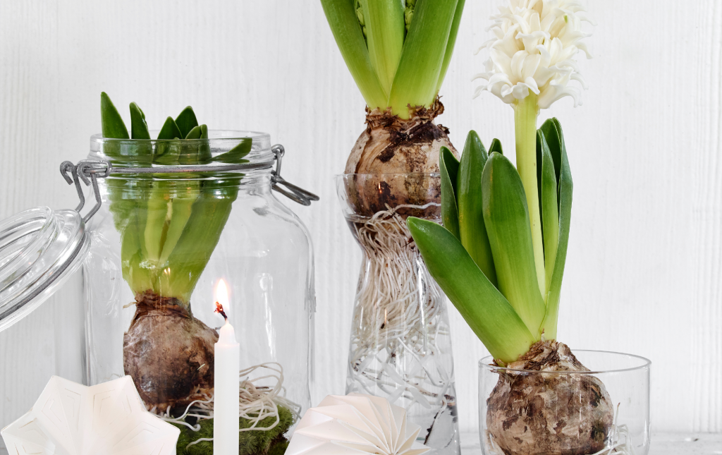 Hyacinths In Glass Jars Flower Trend 2022