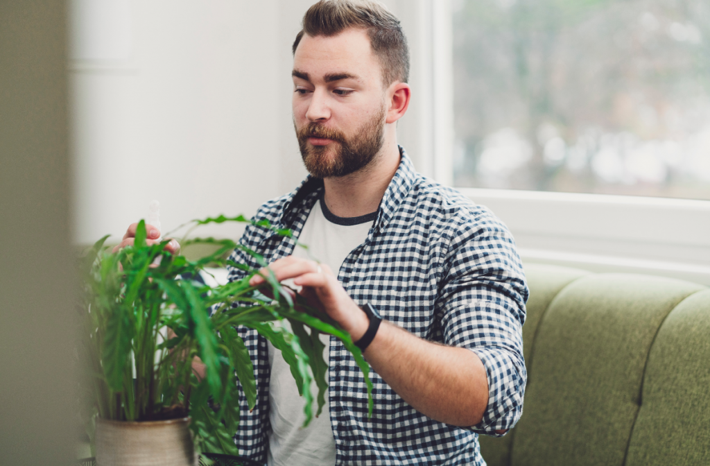 Cleaning Our Indoor Plants: How, Why and When