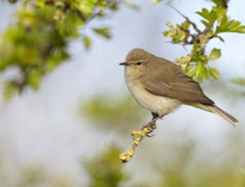 Celebrating International Dawn Chorus Day on the 5th of May: Nature’s Greatest Symphony