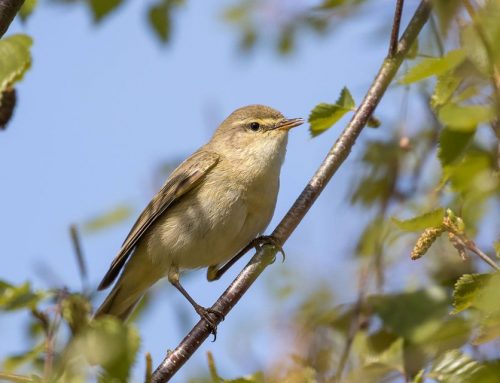 Welcoming Migratory Birds to Your Garden This Summer